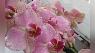 'OQSOChNING MUHABBATI ​(GI DE MOPASSAN, TARJIMON  RUSTAM JABBOROVNING “YO`LDAGI AYoL” ASARIDAN)'ning rasmi