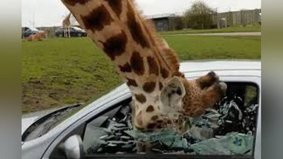'Британияда оч жирафа овқат илинжида машина ойнасини синдирди (Видео)'ning rasmi