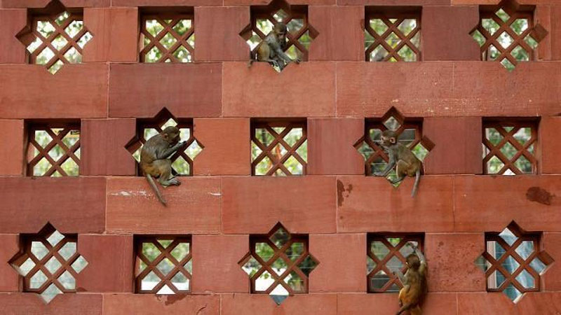 'Nyu-Dehli maymunlar tomonidan ishg`ol etilmoqda 'ning rasmi