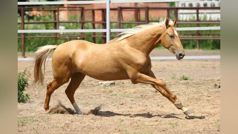 Изрображение 'В Узбекистане будут организованы школы наездников (видео)'