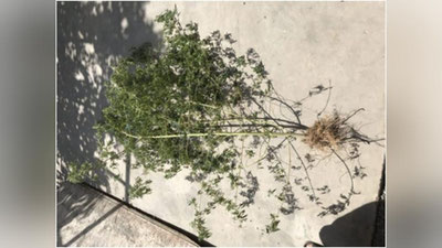 'Kannabisni “gultuvak”da etishtirayotgan fuqaro aniqlandi'ning rasmi