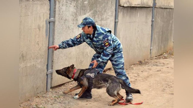 Изрображение 'КАК БЫВШИЙ КИНОЛОГ ВЫМОГАТЕЛЕМ СТАЛ'