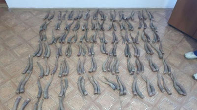 Изрображение 'УЗБЕКИСТАНЦА ЗАДЕРЖАЛИ В КАЗАХСТАНЕ С РОГАМИ САЙГАКОВ НА ПОЛМИЛЛИОНА ДОЛЛАРОВ'