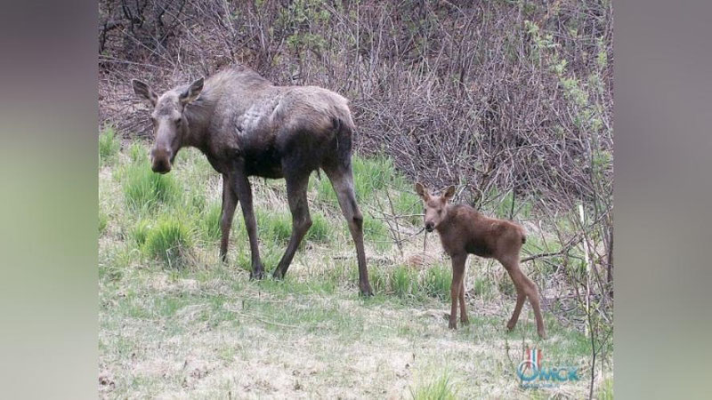 'BMT yovvoyi tabiatni muhofaza qilish maqsadida yangi jamg`arma tashkil qildi'ning rasmi