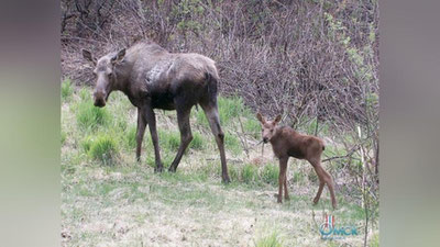 'BMT  yovvoyi tabiatni muhofaza qilish maqsadida yangi jamg`arma tashkil qildi'ning rasmi