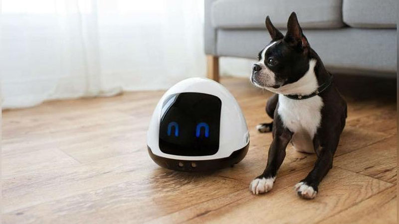 Изрображение 'РОБОТ НЕ ДАСТ СКУЧАТЬ ПИТОМЦУ В ОТСУТСТВИЕ ХОЗЯЕВ (ВИДЕО)'