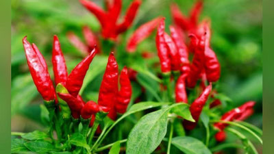 '2018 йилда Ўзбекистонда 18 минг гектар ерга аччиқ қалампир экилади'ning rasmi