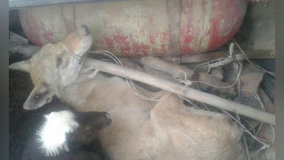 'Qonliko`lda mol va qo`ylarni bo`g`izlab ketayotgan bo`ri ushlandi (foto)'ning rasmi