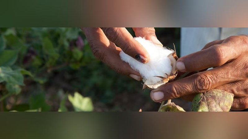 Изрображение 'В УЗБЕКИСТАНЕ ВЫРАБОТАЮТ НОВЫЕ МЕРЫ ПО НЕДОПУЩЕНИЮ ПРИНУДИТЕЛЬНОГО ТРУДА'