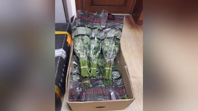 '“Golland” gullarining noqonuniy olib kirilishi fosh etildi'ning rasmi