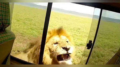 'Arslonni silamoqchi bo`lgan turist arang oynani yopib qutuldi (Video)'ning rasmi