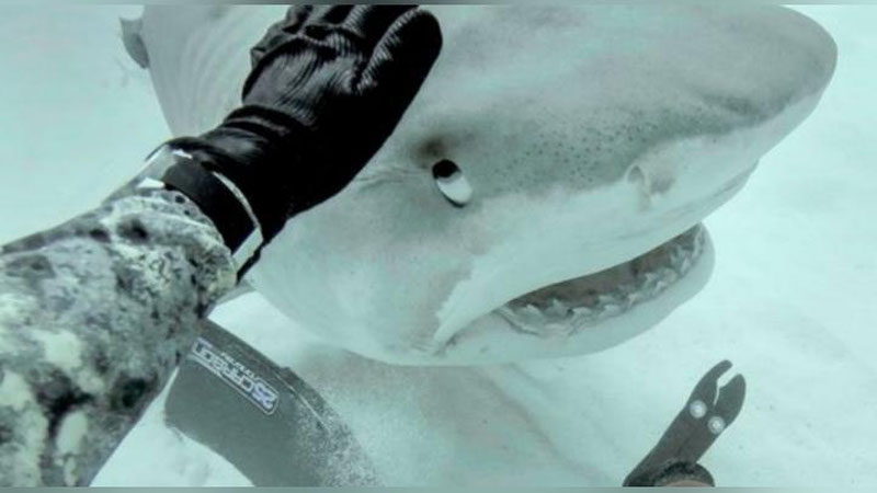 'Наҳангбалиқ сёрфингчининг оёғини тишлаб узиб олди (Фото)'ning rasmi