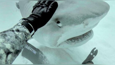 'Наҳангбалиқ сёрфингчининг оёғини тишлаб узиб олди (Фото)'ning rasmi