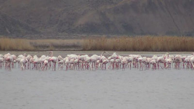 Изрображение 'ВИДЕО: РОЗОВЫЕ ФЛАМИНГО СНОВА ПРИЛЕТЕЛИ В МУЙНАК'