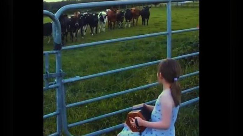 Изрображение 'КОРОВЫ-МЕЛОМАНЫ ВОСХИТИЛИ ПОЛЬЗОВАТЕЛЕЙ СЕТИ (ВИДЕО)'