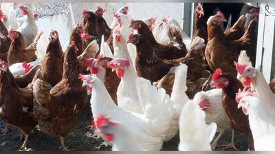 'Sariosiyo maktablarida bog`dorchilik va parrandachilik yo`lga qo`yildi (video)'ning rasmi