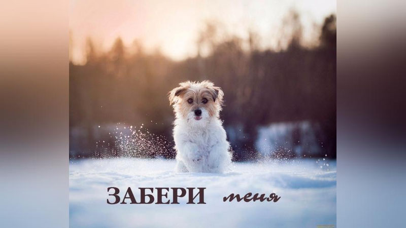 Изрображение 'ПОДАРИ СЕБЕ ДРУГА В ГОД СОБАКИ!'