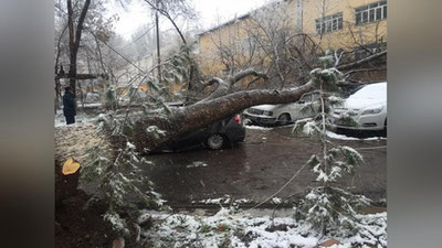 Изрображение 'В ТАШКЕНТЕ ОГРОМНОЕ ДЕРЕВО РАЗДАВИЛО НЕСКОЛЬКО АВТОМОБИЛЕЙ (ФОТО)'