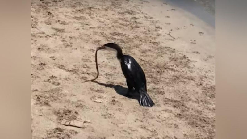 'Қушнинг заҳарли илон билан бўлган олишуви видеога олинди (Видео)'ning rasmi