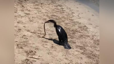 'Қушнинг заҳарли илон билан бўлган олишуви видеога олинди (Видео)'ning rasmi