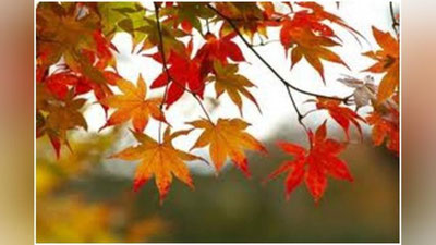 'O`zbekistonda bugun kutilayotgan ob-havo ma`lumoti e`lon qilindi'ning rasmi