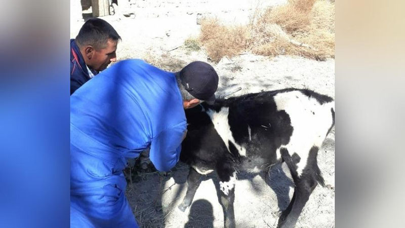 'Navoiyda epizootik tadbirlar o`tkazilmoqda'ning rasmi