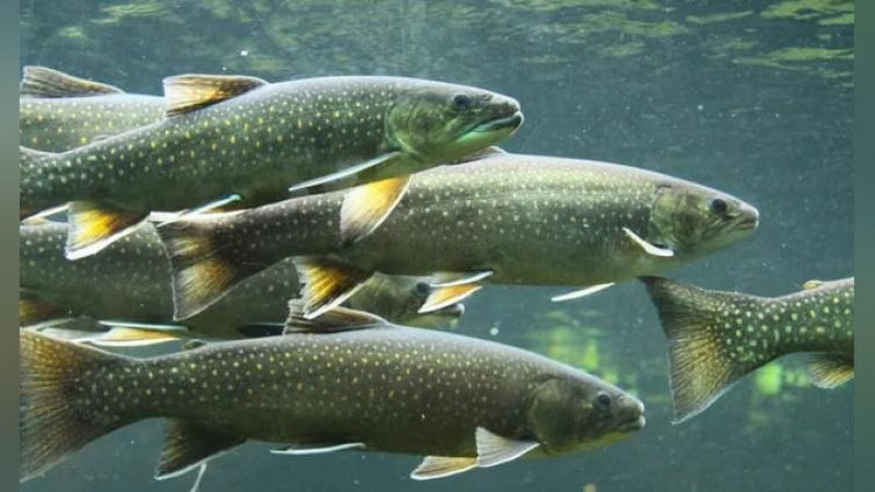 'Ўзбекистон ўтган йилда неча тонна балиқ ва балиқ маҳсулотларини экспорт қилган?'ning rasmi