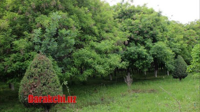 'Бугун икки ҳудудда ёмғир ёғиб, момақалдироқ бўлиши кутилмоқда'ning rasmi