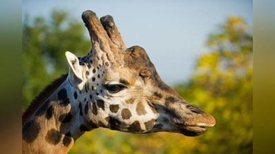 'Toshkentdagi zooparkda 9 yoshli jirafa vafot etdi'ning rasmi