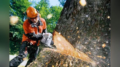 'Endilikda qarovsiz qolgan daraxtlar xatlovdan o`tkaziladi'ning rasmi