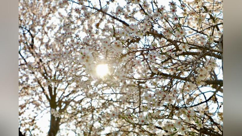 'Bugun havo harorati 22 darajagacha ko`tariladi'ning rasmi