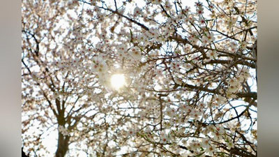 'Bugun havo harorati 22 darajagacha ko`tariladi'ning rasmi