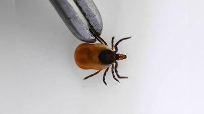 'Rossiyada odamga yuqadigan yangi virus aniqlandi'ning rasmi