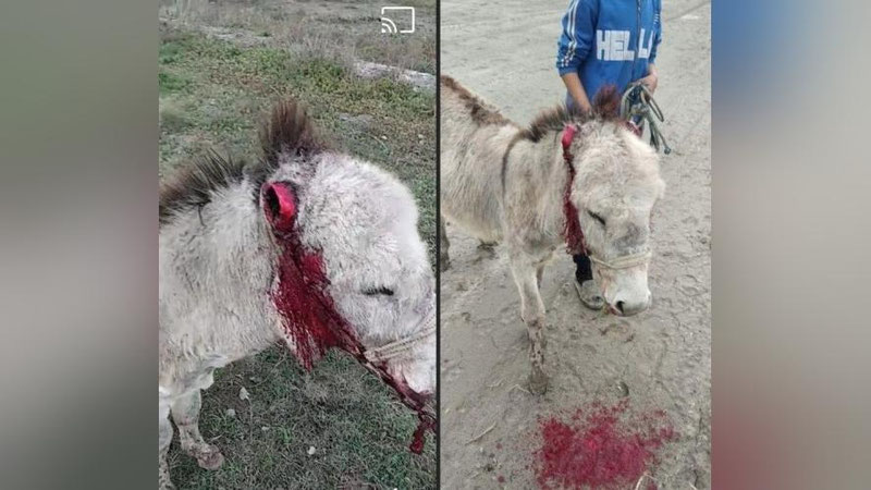 'Бухорода 28 ёшли фуқаро эшакнинг икки қулоғини кесиб ташлади'ning rasmi