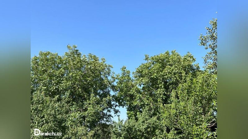 'O`zbekistonda havo harorati 42 darajagacha isiydi'ning rasmi