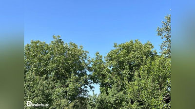 'O`zbekistonda havo harorati 42 darajagacha isiydi'ning rasmi