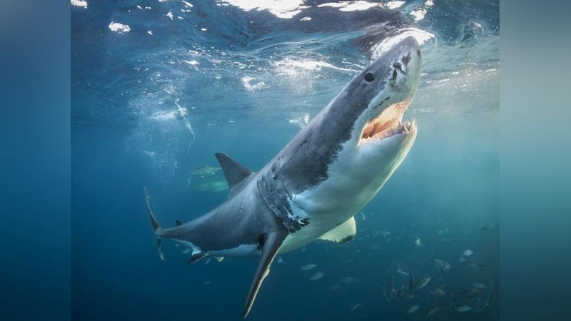 'Florida shtatidagi akulalar kokainga qaram bo`ldi'ning rasmi