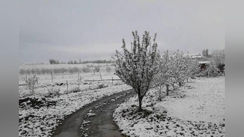 'Bugun qorli ob-havo kuzatiladi'ning rasmi