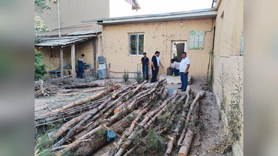 Изрображение 'В Самарканде 31 дерево вырубили из-за строительства'