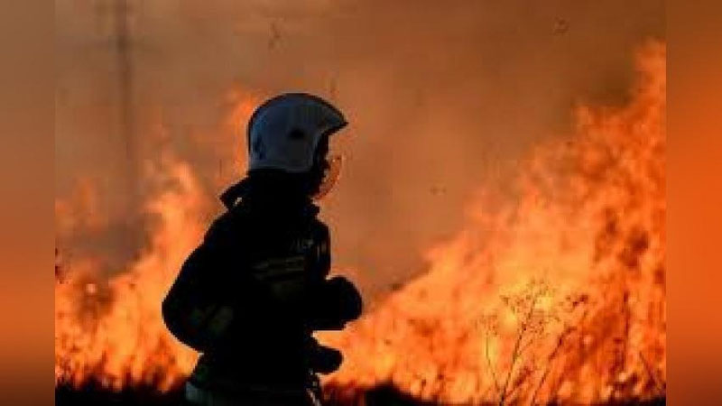 'Piskentda salkam 6 gektar o`rmon xo`jaligi yonib ketdi'ning rasmi