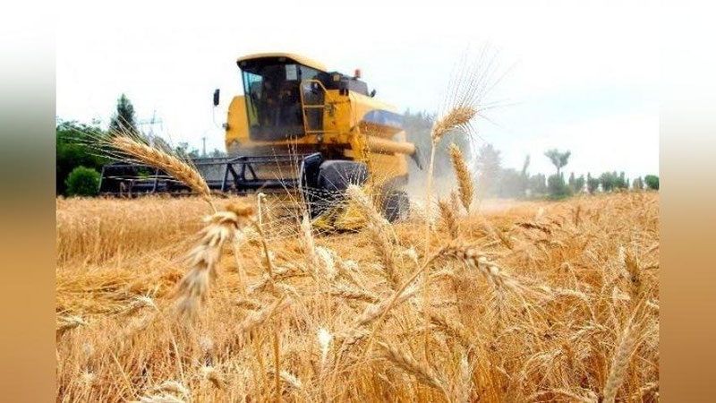 'Bu yil O`zbekistonda g`alladan qancha hosil olingani ma`lum bo`ldi'ning rasmi