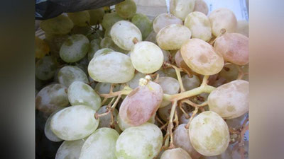 'Ўзбекистондан Россияга олиб борилган узум ва помидорлар таркибида зарарли моддалар аниқланди'ning rasmi