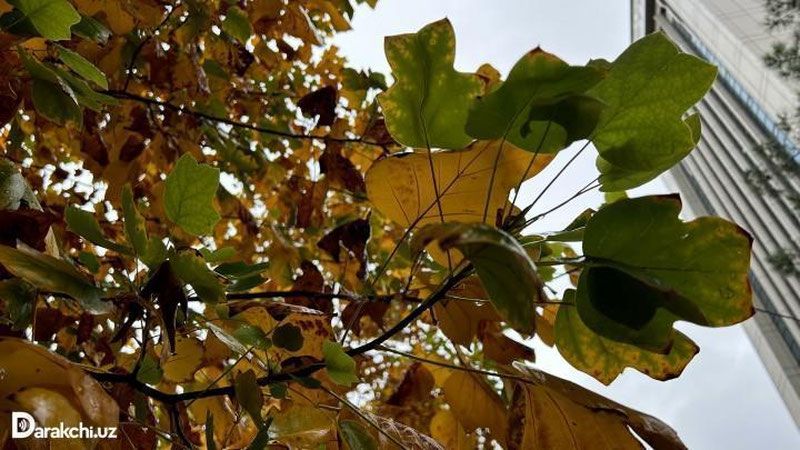 'Кузнинг сўнгги куни Ўзбекистонда ҳаво ҳарорати 10-12 даражагача кўтарилади'ning rasmi