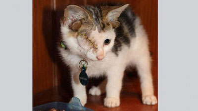 'Тўрт қулоқ ва бир кўзли мушукча'ning rasmi