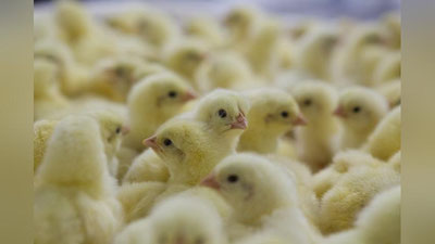 Изрображение 'Птицеводство поддержали увеличением субсидий'