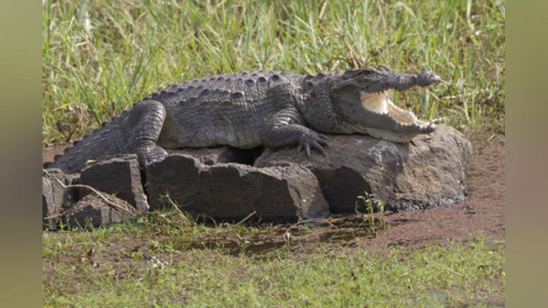 'Qo`shnilar 4 metrli timsoh hujum qilgan ayolni tayoq yordamida qutqarishdi'ning rasmi