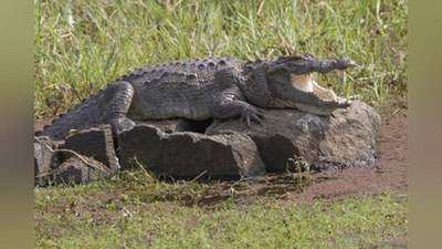 'Qo`shnilar 4 metrli timsoh hujum qilgan ayolni tayoq yordamida qutqarishdi'ning rasmi