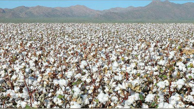 'O`zbekistonda 1 kg paxta uchun qancha to`lash taklif qilinmoqda?'ning rasmi