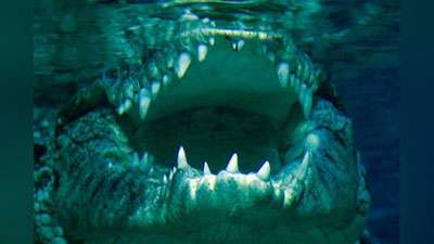 'Timsoh erkakni tiriklayin g`ajib tashladi 'ning rasmi