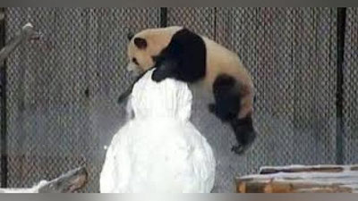 'Канадада пандалар қўлбола қорбобони роса дўппослашди (видео)'ning rasmi